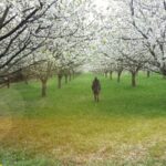 Heiliges Mitteldeutschland Kraftorte Geomantie