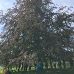 Heiliges Mitteldeutschland Kraftorte Geomantie